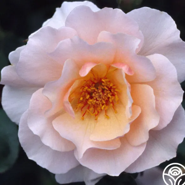 Heirloom Roses Sweet Sixteen™ New