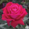 Heirloom Roses Sweet Spirit™ Discount