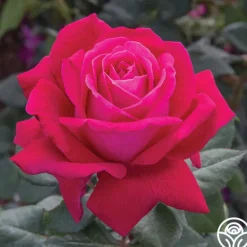 Heirloom Roses Sweet Spirit™ Discount