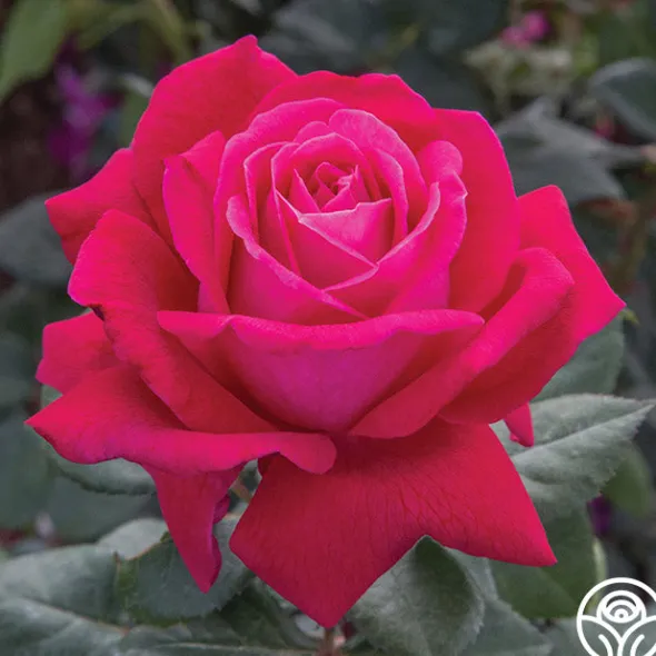 Heirloom Roses Sweet Spirit™ Discount