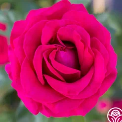 Heirloom Roses Sweet Spirit™ Discount