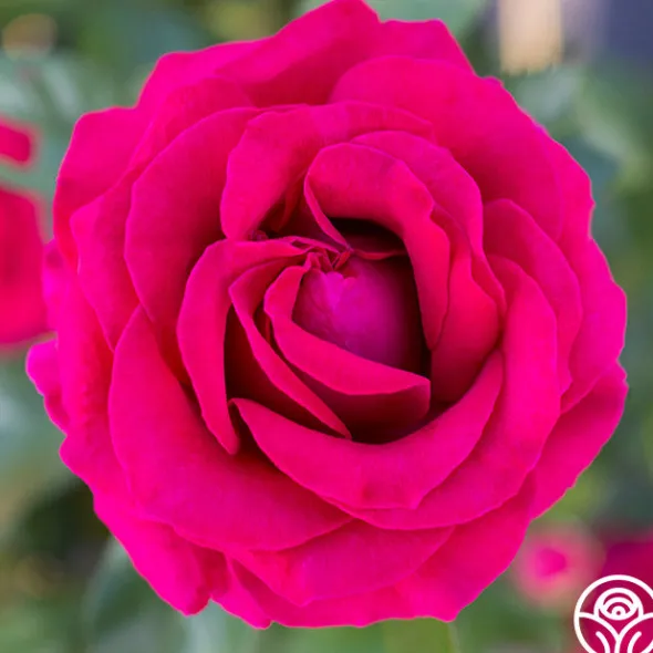 Heirloom Roses Sweet Spirit™ Discount