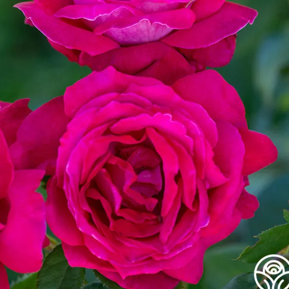 Heirloom Roses Sweet Spirit™ Discount