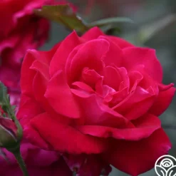 Heirloom Roses Sweet Spirit™ Discount