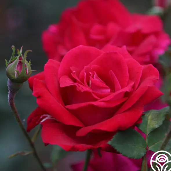 Heirloom Roses Sweet Spirit™ Discount