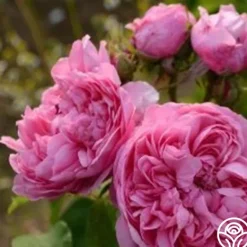Heirloom Roses Sydonie Best