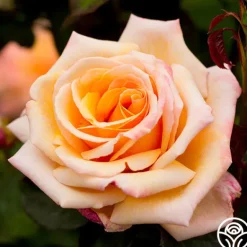 Heirloom Roses Tahitian Sunset™ Hot