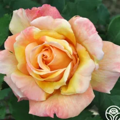 Heirloom Roses Tahitian Sunset™ Hot