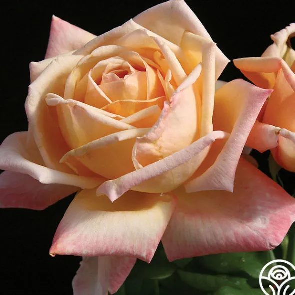 Heirloom Roses Tahitian Sunset™ Hot