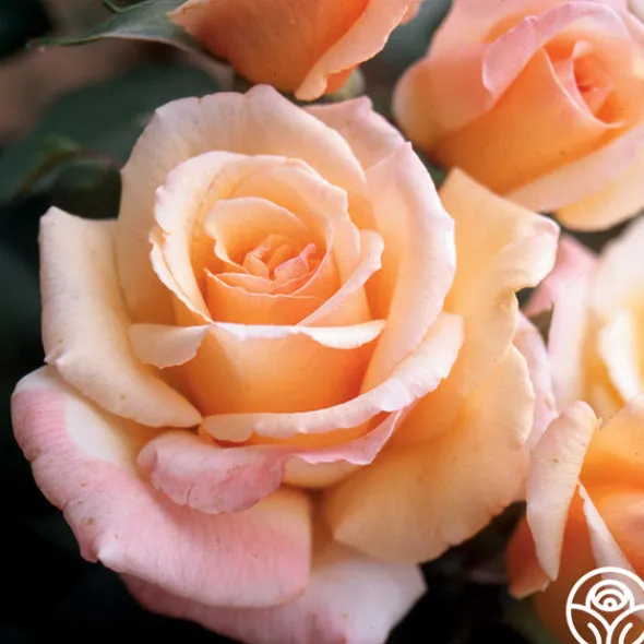 Heirloom Roses Tahitian Sunset™ Hot
