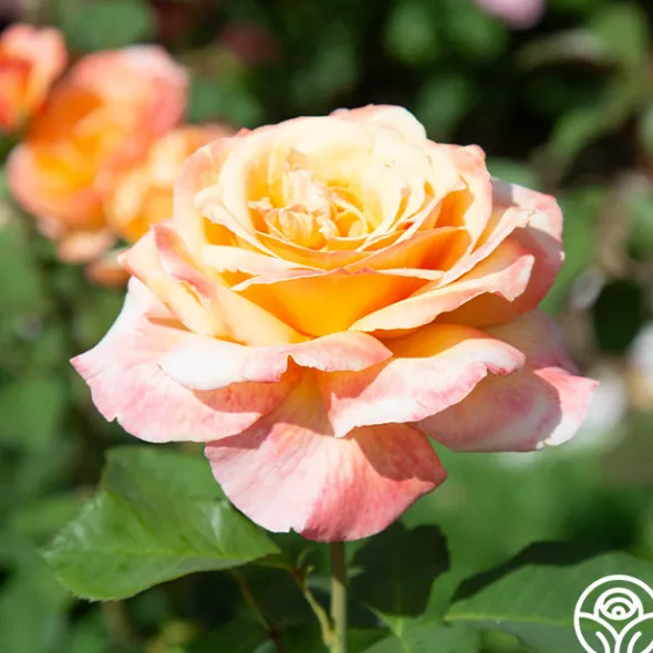 Heirloom Roses Tahitian Sunset™ Hot