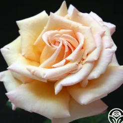 Heirloom Roses Tahitian Sunset™ Hot