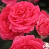Heirloom Roses Tahitian Treasure™ Online