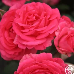 Heirloom Roses Tahitian Treasure™ Online