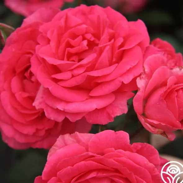 Heirloom Roses Tahitian Treasure™ Online