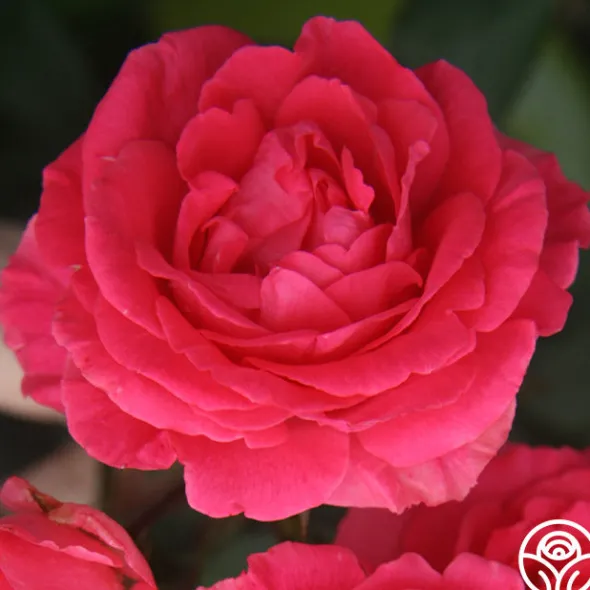 Heirloom Roses Tahitian Treasure™ Online