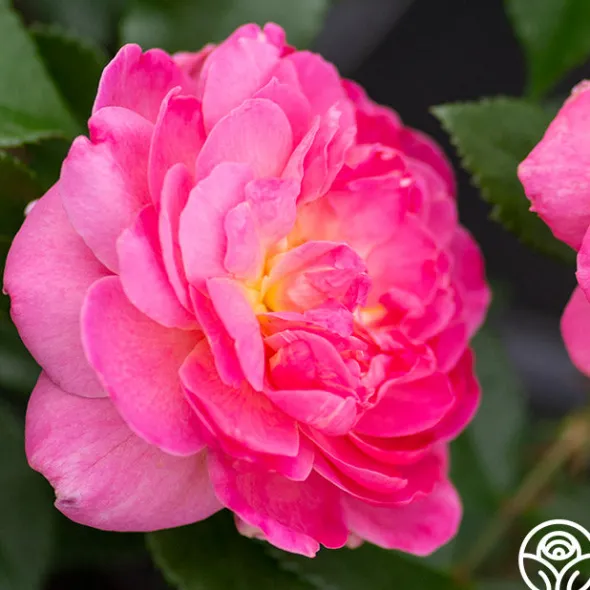 Heirloom Roses Tahitian Treasure™ Online