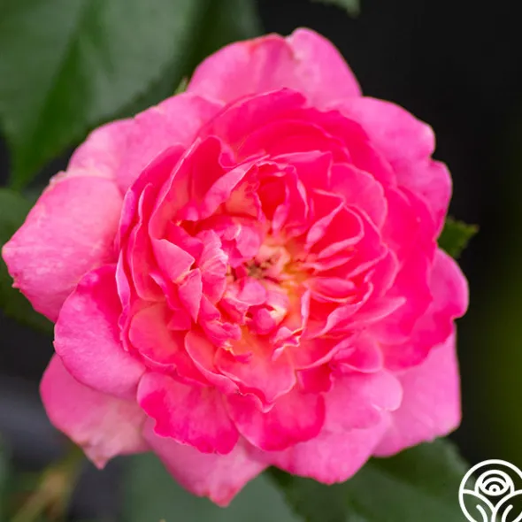 Heirloom Roses Tahitian Treasure™ Online