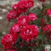 Heirloom Roses Take It Easy™ New