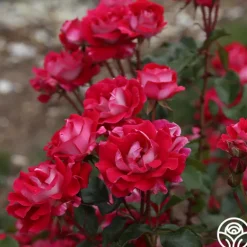 Heirloom Roses Take It Easy™ New
