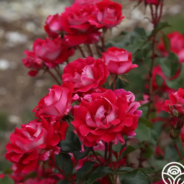 Heirloom Roses Take It Easy™ New