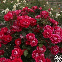 Heirloom Roses Take It Easy™ New