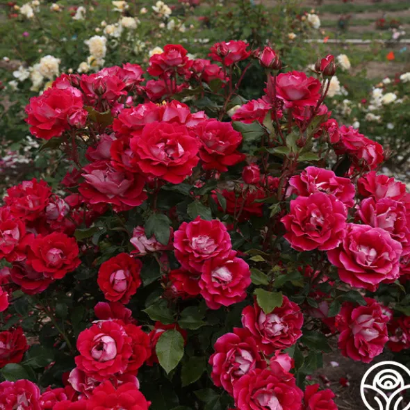 Heirloom Roses Take It Easy™ New