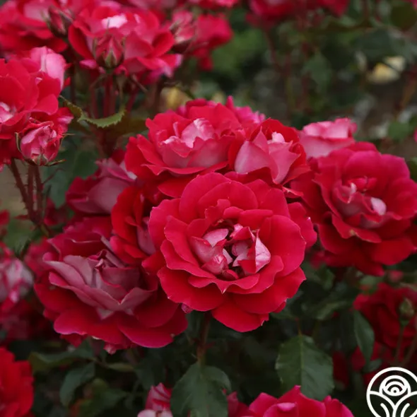 Heirloom Roses Take It Easy™ New
