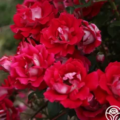 Heirloom Roses Take It Easy™ New