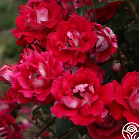 Heirloom Roses Take It Easy™ New