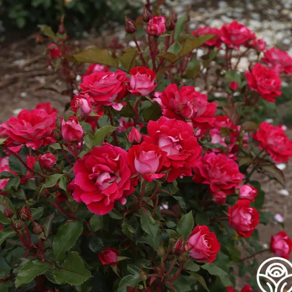 Heirloom Roses Take It Easy™ New