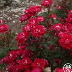 Heirloom Roses Take It Easy™ New