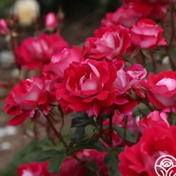 Heirloom Roses Take It Easy™ New