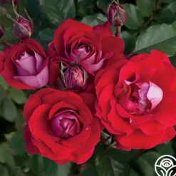 Heirloom Roses Take It Easy™ New
