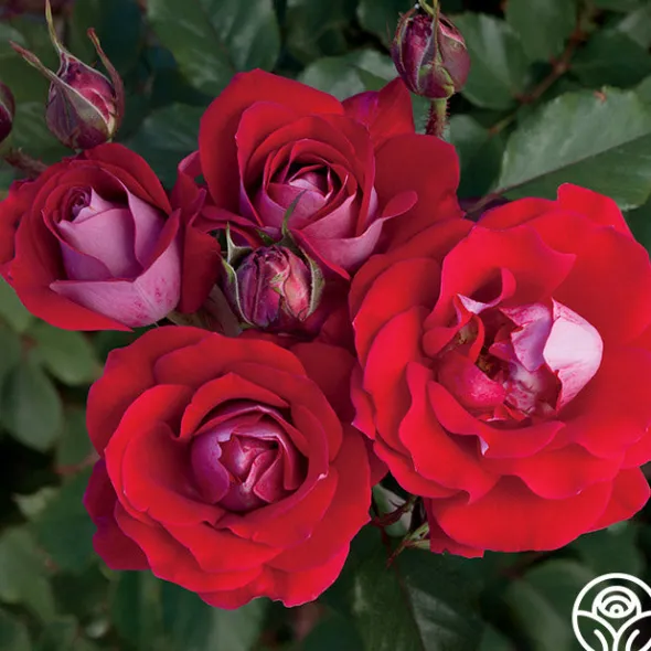 Heirloom Roses Take It Easy™ New