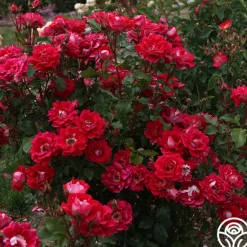 Heirloom Roses Take It Easy™ New