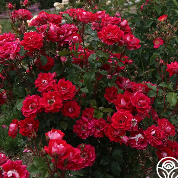 Heirloom Roses Take It Easy™ New