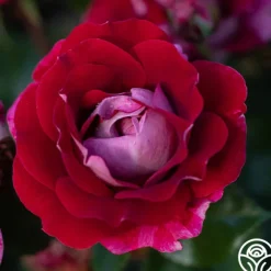 Heirloom Roses Take It Easy™ New