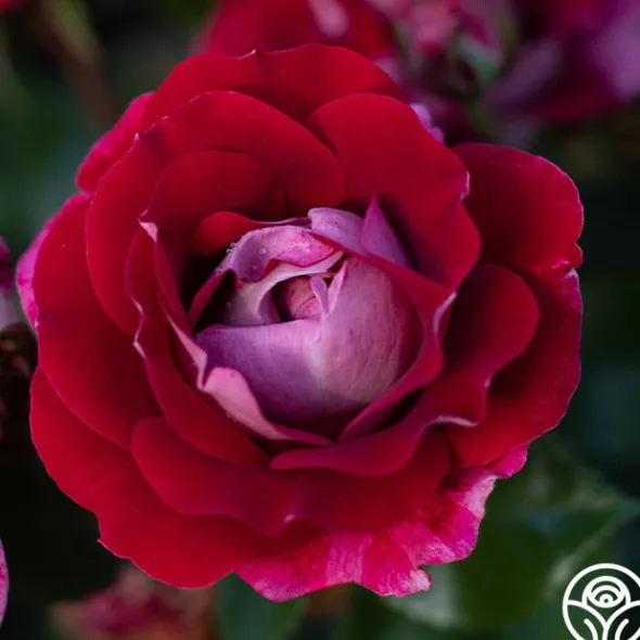 Heirloom Roses Take It Easy™ New