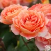 Heirloom Roses Tangerine Streams™ Outlet