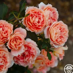 Heirloom Roses Tangerine Streams™ Outlet