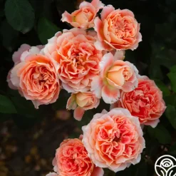 Heirloom Roses Tangerine Streams™ Outlet