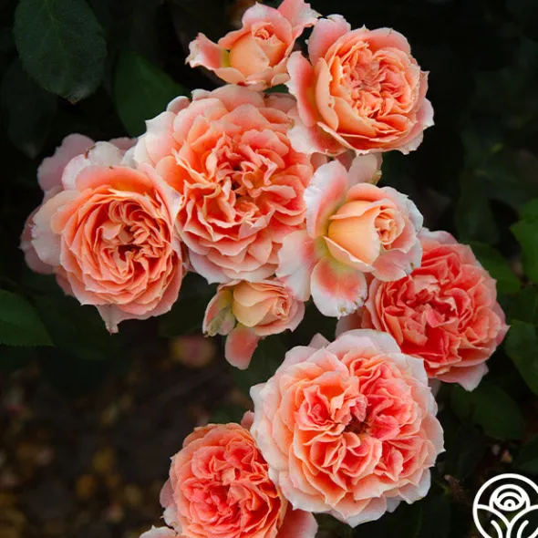 Heirloom Roses Tangerine Streams™ Outlet