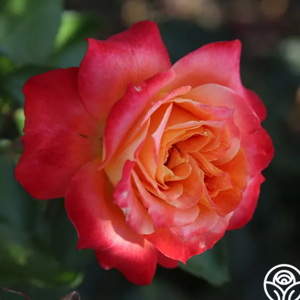 Heirloom Roses Tangerine Streams™ Outlet