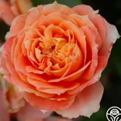 Heirloom Roses Tangerine Streams™ Outlet