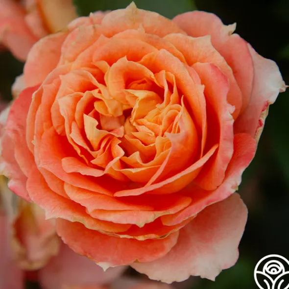 Heirloom Roses Tangerine Streams™ Outlet