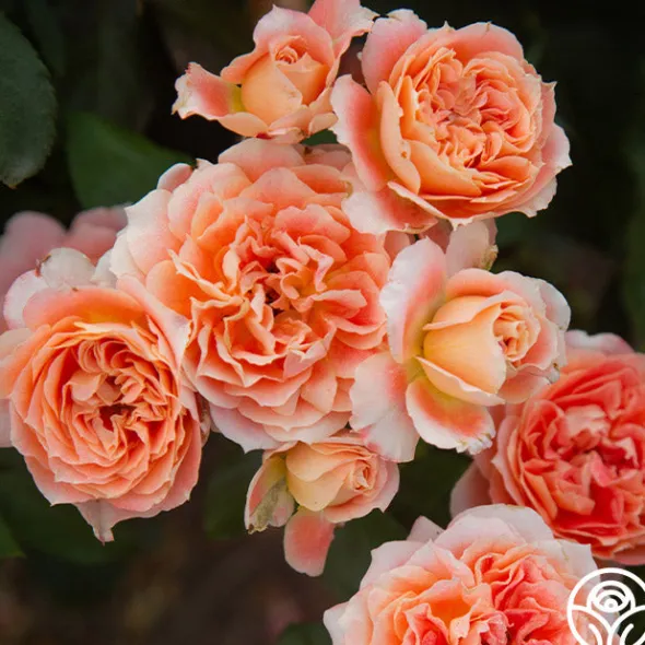Heirloom Roses Tangerine Streams™ Outlet