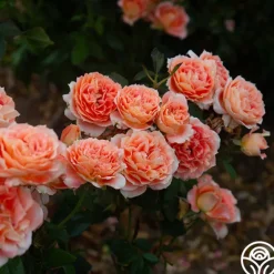 Heirloom Roses Tangerine Streams™ Outlet