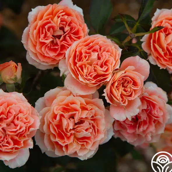 Heirloom Roses Tangerine Streams™ Outlet