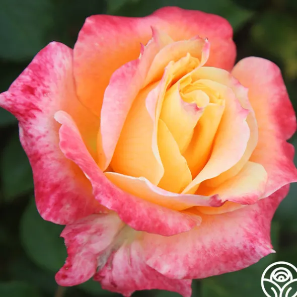Heirloom Roses Tangerine Streams™ Outlet